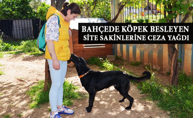 Mersin'de Site Bahçesinde Köpek Besleyenlere Ceza Yağdı