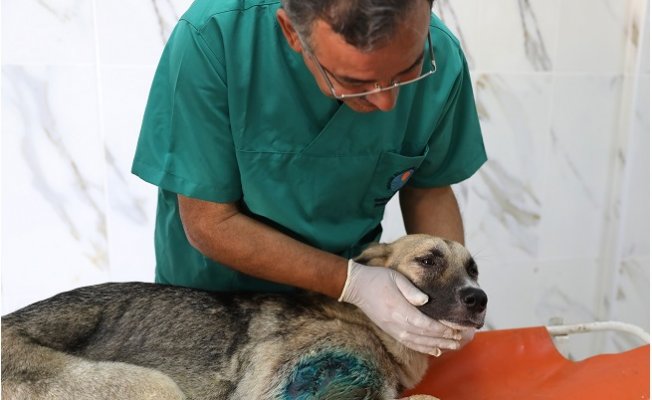 Mersin'de Ayağından Vurulan Köpeğe Büyükşehir Ekipleri Müdahale Etti
