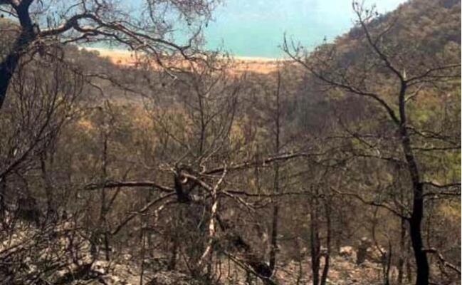 Mersin'de Orman Yangını
