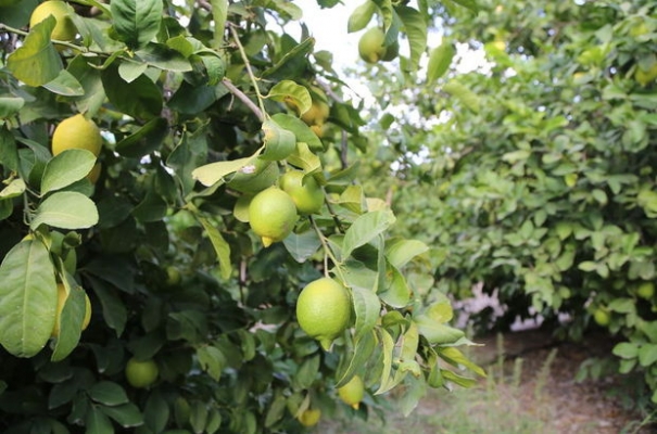 Mezitli'de 2 bin 500 Adet Limon Ağacı Söküldü