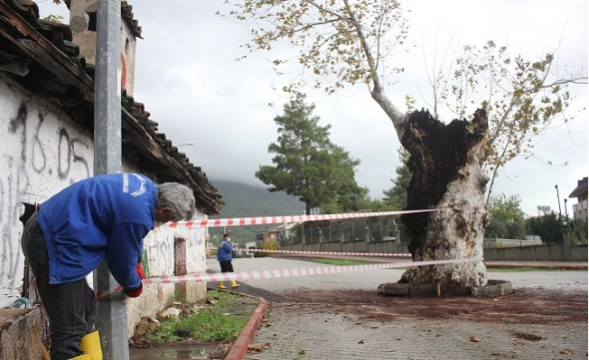 500 Yılık Çınar Ağacı, Kuvvetli Yağışa Dayanamadı