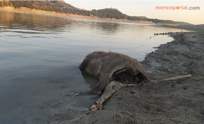 Domuz Leşi 15 Gündür Berdan Barajı Gölünde