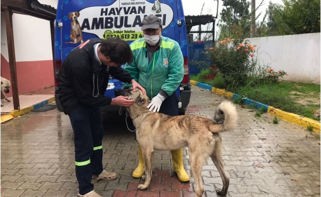 Aracın Arkasına Bağlanarak Sürüklenen Köpeğe Tarsus Belediyesi Sahip Çıktı