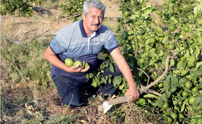 Mezitli'de Limon Bahçesinde 600 Ağaç Katledildi