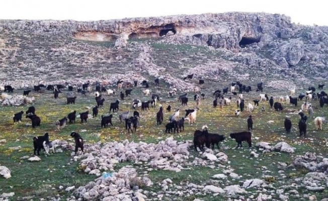 Mersin'de Keçi Çobanına 728 Bin Liralık Otlatma Cezası!