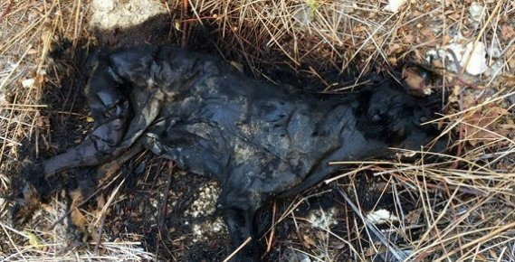 Mersin'de 8 Köpek Benzin Dökülerek Vahşice Yakıldı.