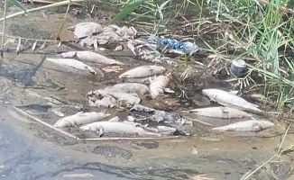 Bozyazı'da Balık Ölümleri Korkutuyor