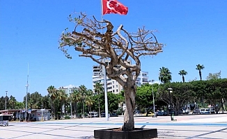 Mersin'de Ağaç Zehirleyenlere Savcılık 4'er Yıl Hapis İstedi.