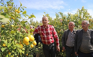 Başkan Tarhan, Limon Üreticisinin Feryadını Gündeme Taşıdı