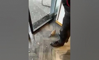 Doludan Kaçan Güvercin, Dükkana Sığındı