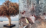 Mersin'de Ağacı Zehirleyen 3 Kişiye Hapis Cezası